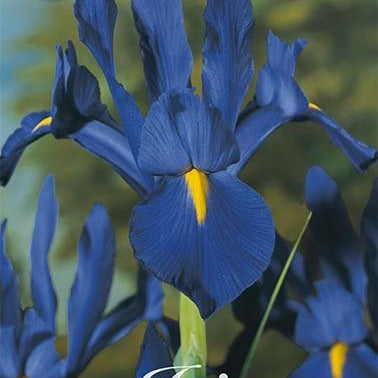 Hollandsk Iris-Iris Hollandica 'Blauw' 1-pakke